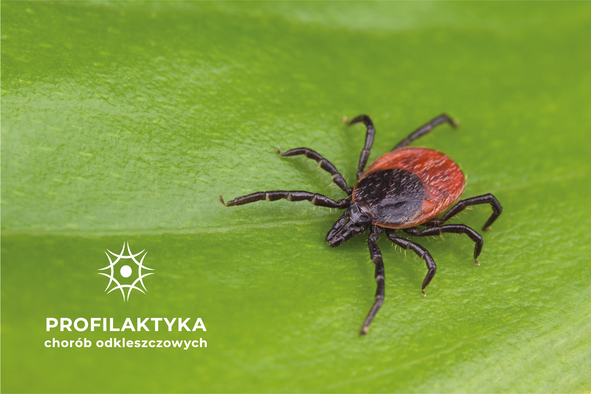Kleszcz - wizualizacja, Profilaktyka Chorób Odkleszczowych