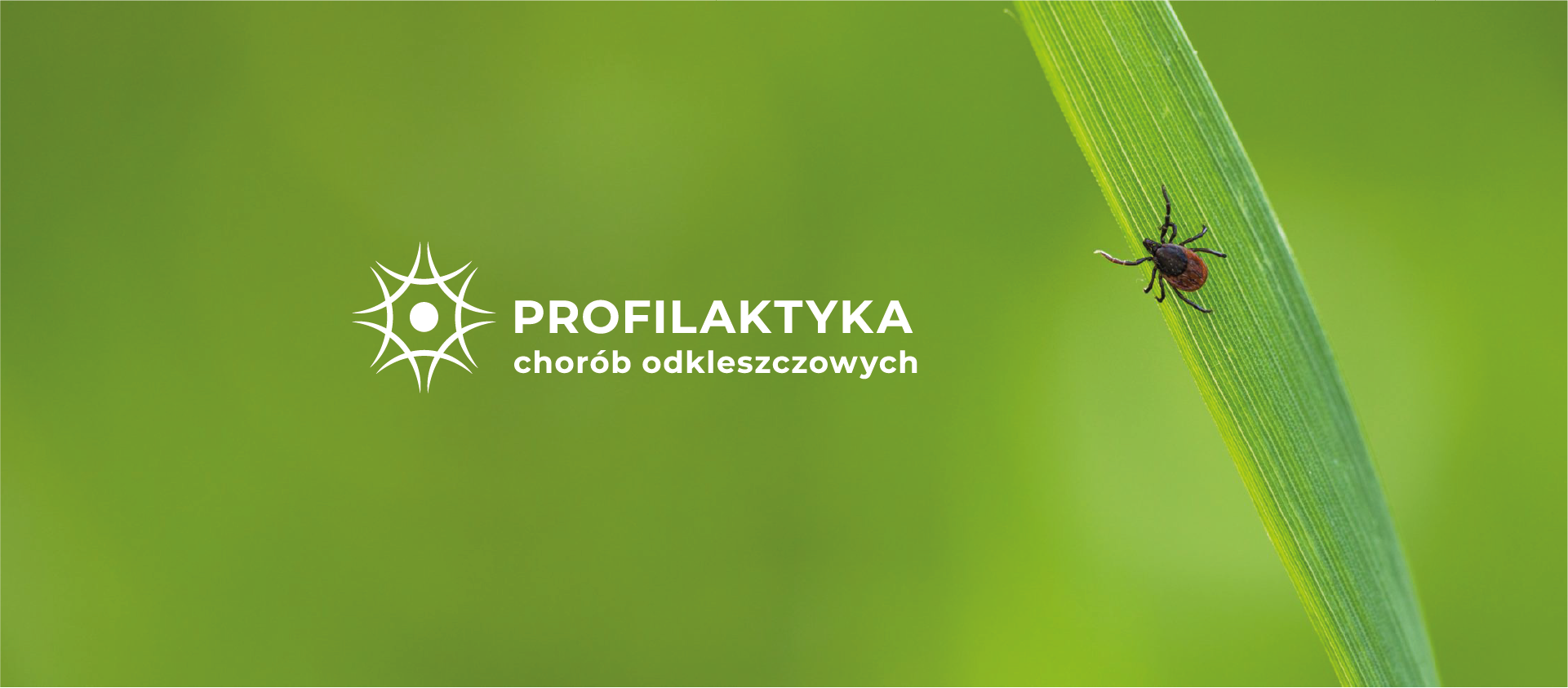 Logo, Borelioza - wizualizacja na zielonym tle